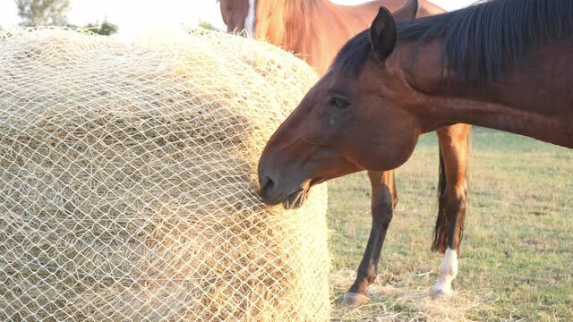 Grazing horses on pasture. Slow feeder, hay nets allows horses to eat as they do in nature, because  horse must be encouraged to nibble and move. 