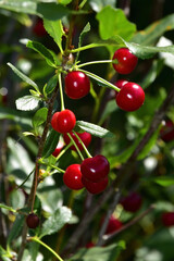 Ripe red cherries