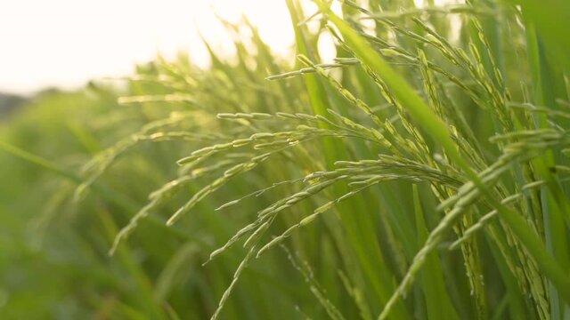 Close up of green paddy rice plant in the field