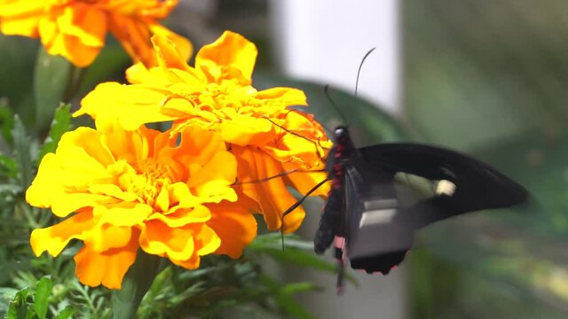Doris longwing butterfly (Heliconius doris viridis) close up on orange flowers.