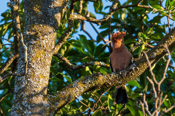 bird on a tree