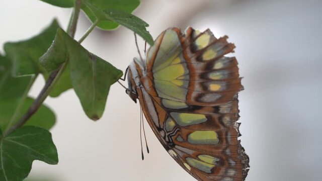 A Malachite Brown and Green butterfly (siproeta stelenes) 