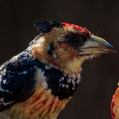 red headed woodpecker