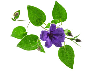 clematis branch with green leaves and blue flowers, isolate on a white background