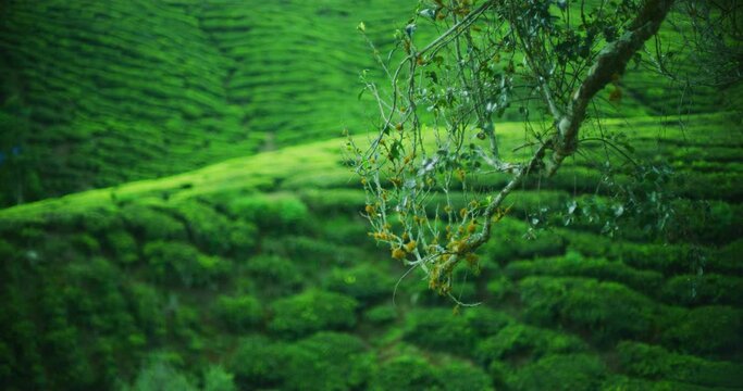 The BOH Tea Plantation With Morning Light In The Cameron Highlands, Malaysia