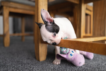 Boston Terrier puppy chewing the wooden base of a wooden dining room chair. - 445782108