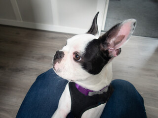 Portrait of a Boston Terrier Puppy with its head in profile and distictive ears pointing upwards. The dog in comfy between the knees of a person.