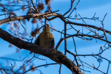 squirrel on a tree