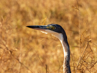 great blue heron