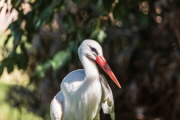 Close-up portrait of a European white stork.