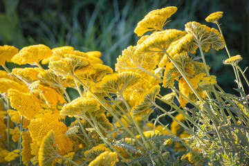 Yellow 'gold plate' yarrow flowers. Showing the underside texture. - 445782546