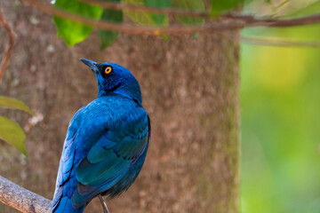 blue bird on the branch