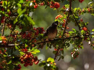 red winged blackbird