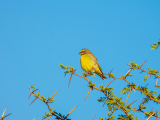 yellow bird on a branch