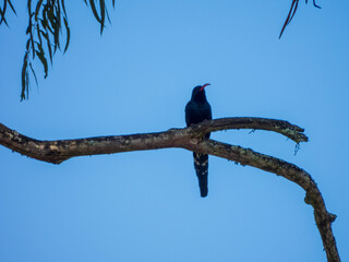 crow on a branch