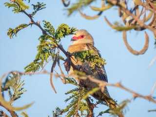red and yellow macaw