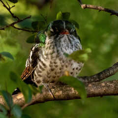 bird on a branch