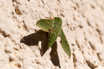 green caterpillar on a leaf