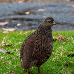 pheasant in the grass