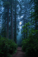 Obraz premium Redwood National Park