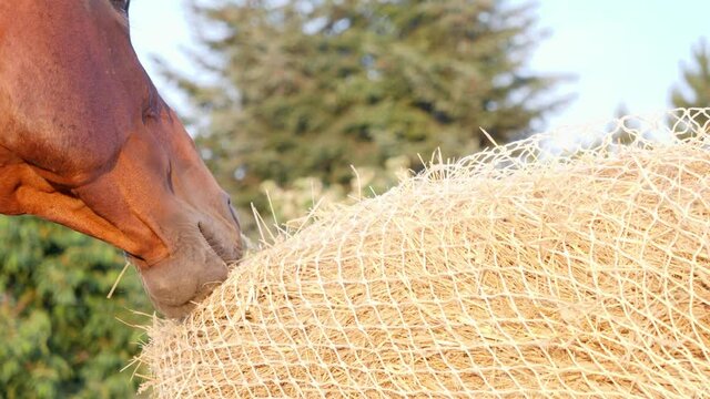 Close-up of a horse eating hay from a special hay net. Slow feeder hay nets allows horses to eat as they do in nature, because  horse must be encouraged to nibble and move. 
