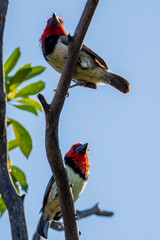 cardinal on a branch