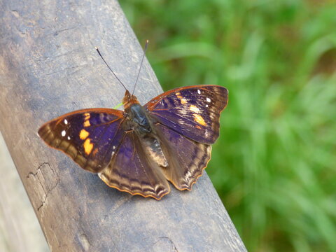 A butterfly posed for a photo in the rainforest delta of Iguassu