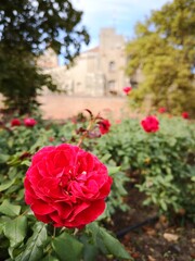 capital of serbia belgrade in autumn