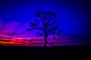 silhouette of tree in sunset