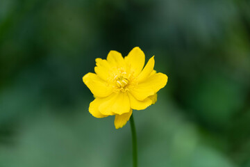 summer background with beautiful blooming yellow flower