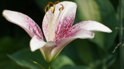 Fototapeta na wymiar close up of a white lily