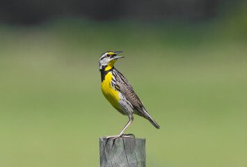 eastern meadowlark (Sturnella magna) perched on wood fence post looking behind with mouth wide open, yellow breast striped through eye, green yellow dark layered background