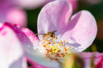 Hoverfly, insect eating pollen on a pink rose
