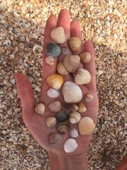 Seashells on a female hand in the summer by the sea,