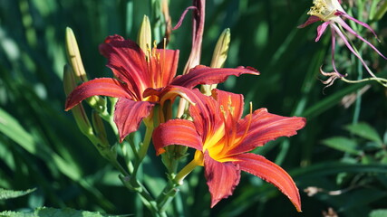 red lily flower