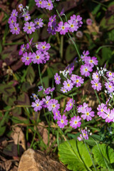 flowers in the garden