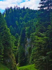 Fototapeta premium Landscape with trees and blue sky, Pieniny moutains, Poland