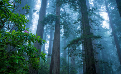 Early morning fog in Redwood Forest