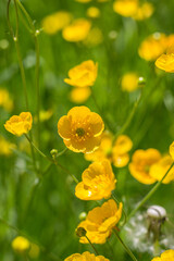 Obraz premium Butterblumen