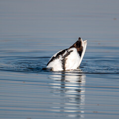 Fototapeta premium dolphin in water