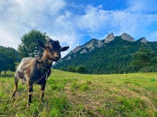 Goat in the mountains, Trzy Korony mountain, Pieniny moutains, Poland © Robert