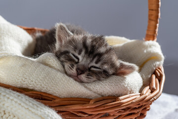 Funny Pet on a cozy wicker basket. Cute pet lifestyle picture © TSViPhoto