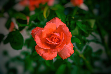 beautiful flower blossomed orange rose close-up
