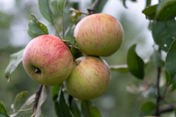 three ripe apples on a branch close-up, selective focus