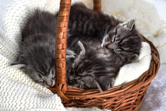 Funny Pet on a cozy wicker basket. Cute pet lifestyle picture