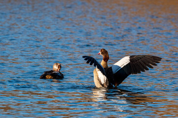 great crested grebe