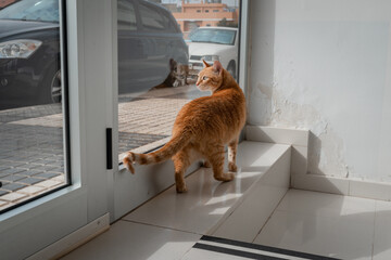 brown tabby cat looks outside from the front door