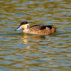 duck on the water