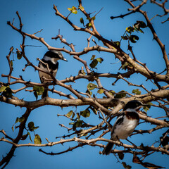 bird on a tree