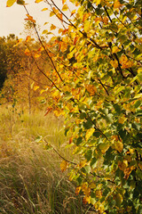 Forest landscape with linden tree in soft autumn sunbeams